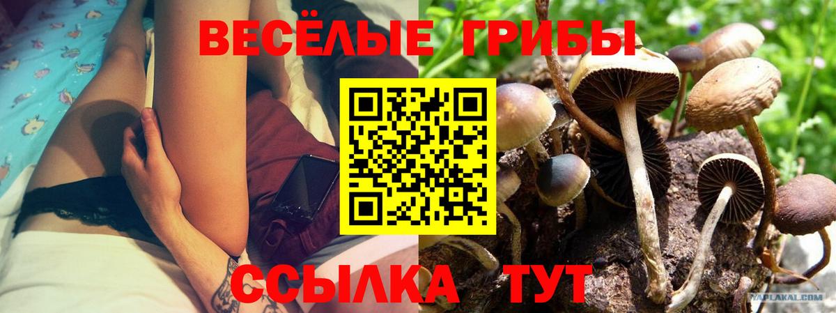 Галлюциногенные грибы Cubensis Кандалакша